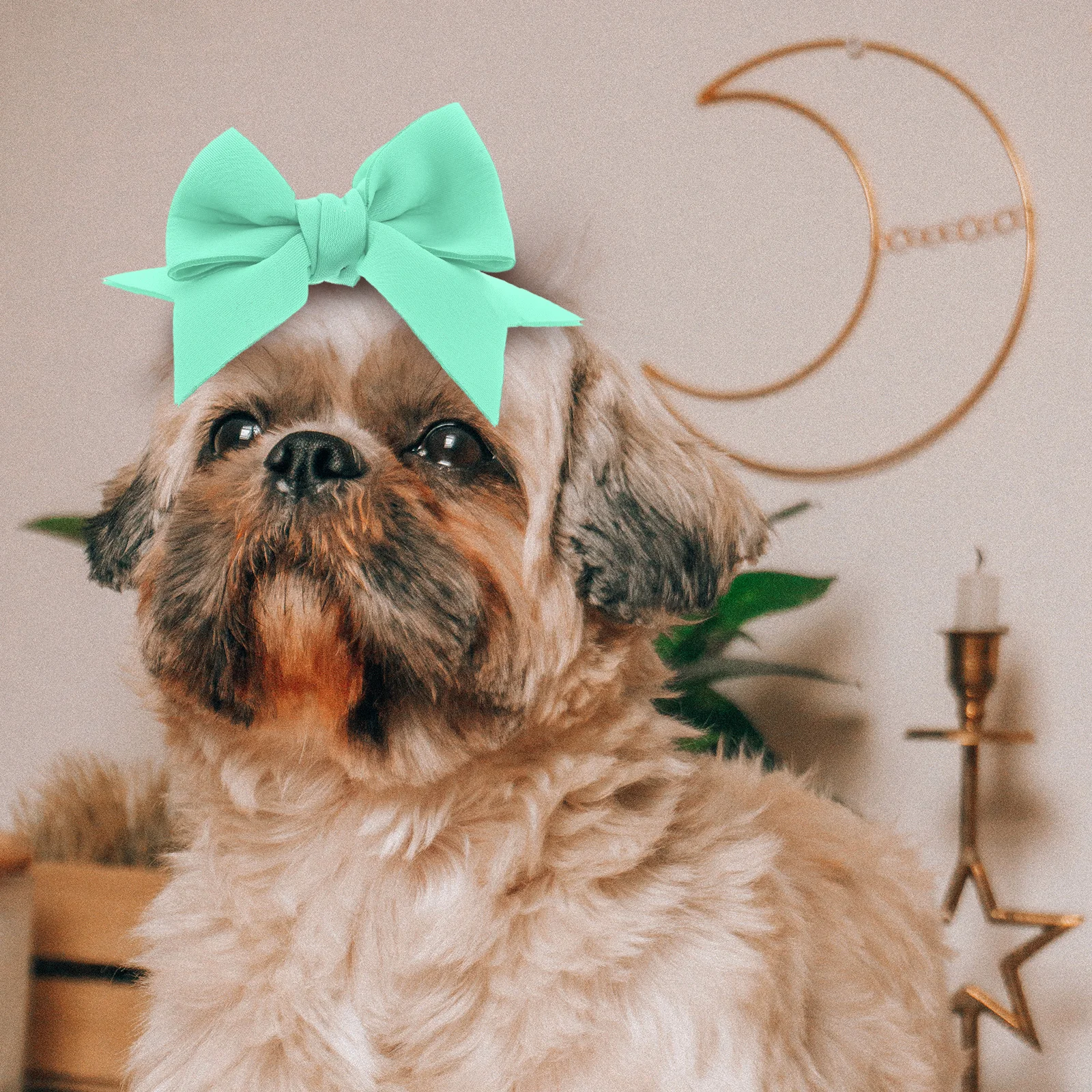 عصابة رأس مرنة على شكل فيونكة للكلاب خفيفة الوزن للحيوانات الأليفة مع عقدة على شكل فيونكة للمهرجانات وحفلات الهالوين ومستلزمات الكلاب الصغيرة #1