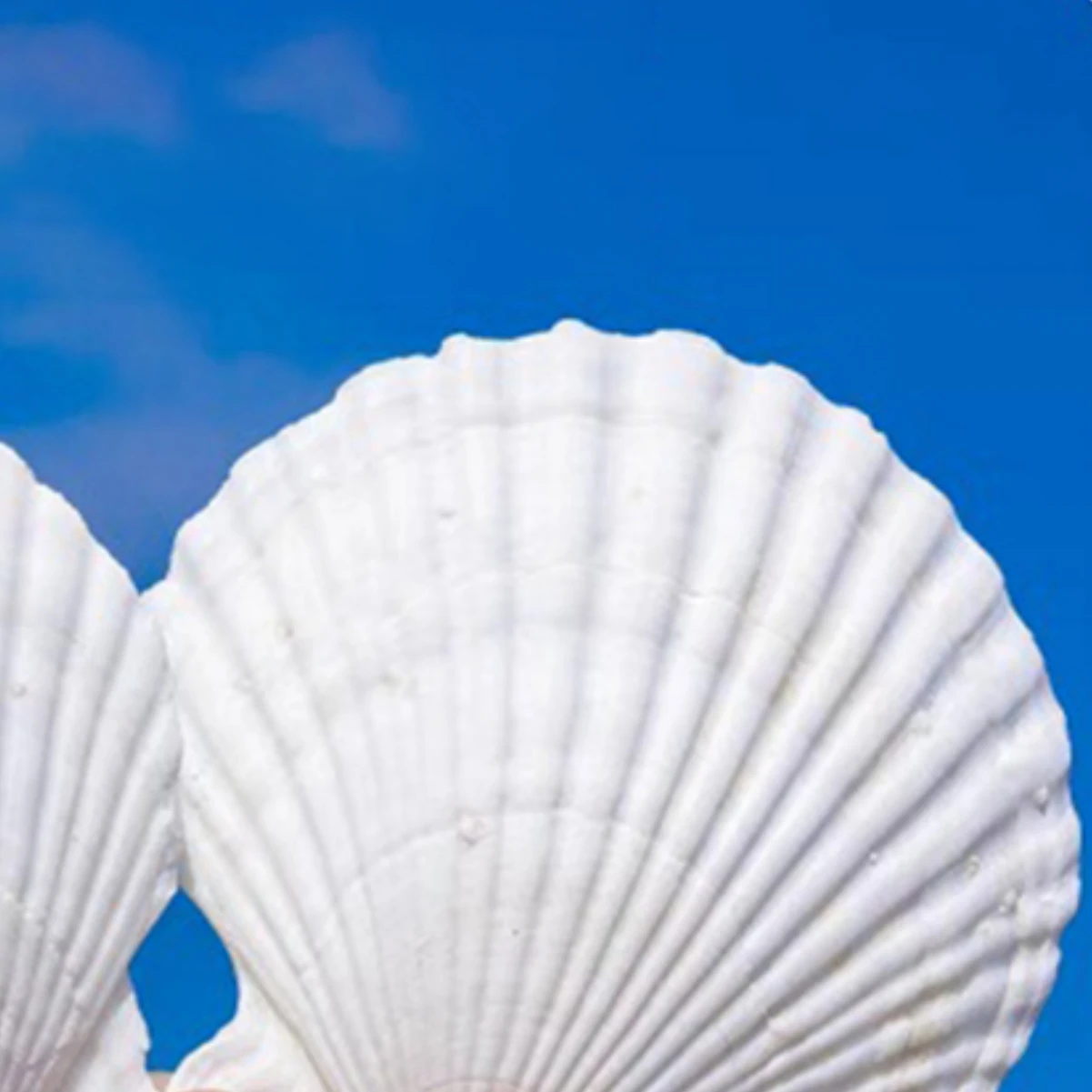 36 Uds. Conchas de vieira naturales de 2 ''-3'' para manualidades DIY, decoración de playa, bodas aptas para crear joyería decorativa/artesanía