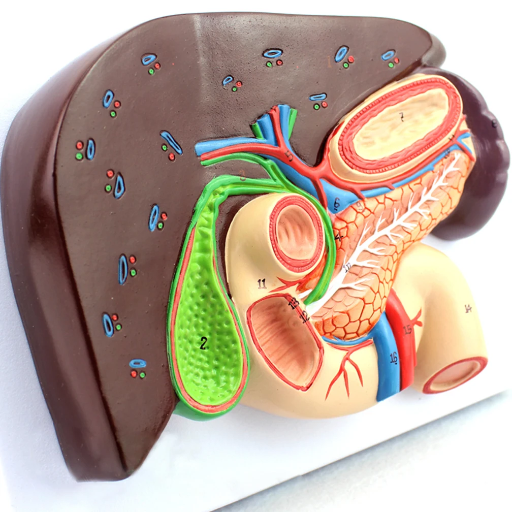 Adult Human Liver Pancreas Duodenum Spleen Anatomy Pancreatic Model Medical Science Teaching Resources Toys Educational Kit Set