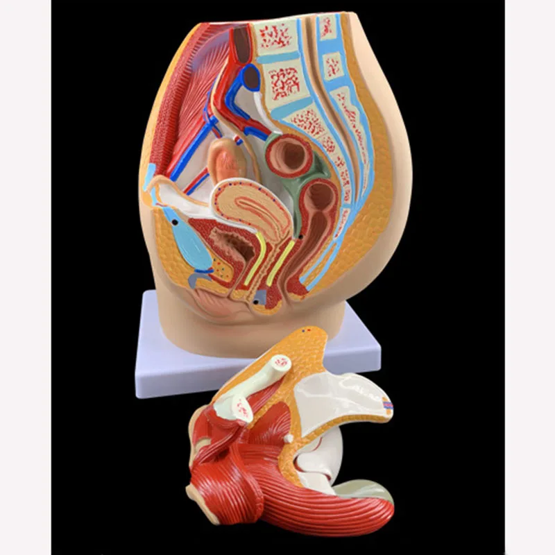 

Detachable Model Of Female Pelvic Cavity In Midsagittal Plane Reproductive Anatomical Model Medical Teaching Model