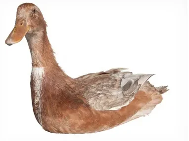 2 pares Gemfan 2925 2.9X2.5X5 hélice de 5 aspas 2CW + 2CCW/1 bolsa para Avata FPV M2 * 7 tornillos Freestyle 3 pulgadas Cinewhoop Drones