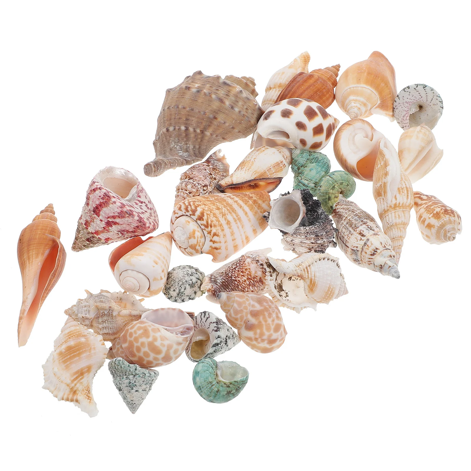 

1Set Natural Conch Decor for Fish Tank Mini Aquarium Landscaping Ornament Realistic Ocean Sea Conch Adorns Hermit Crabs Shell