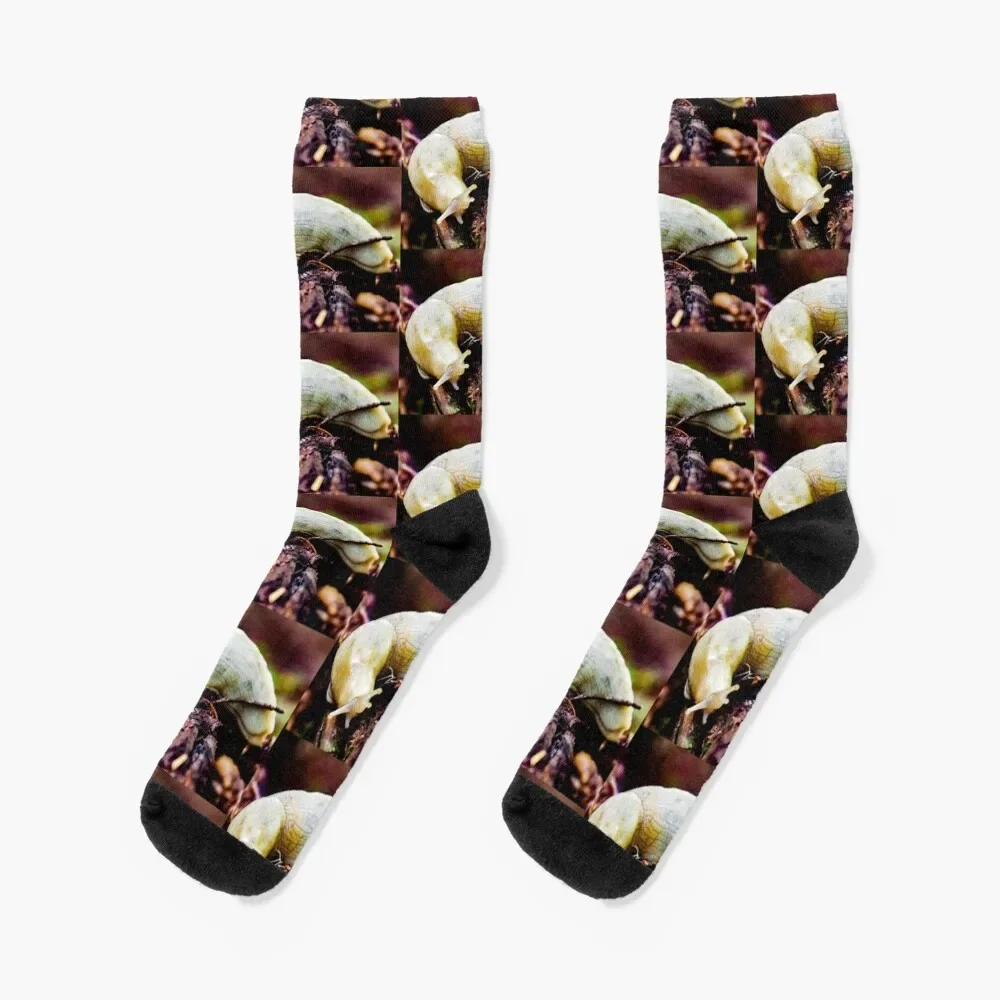 Banana Slug Socks cotton bright garter Socks Men's Women's