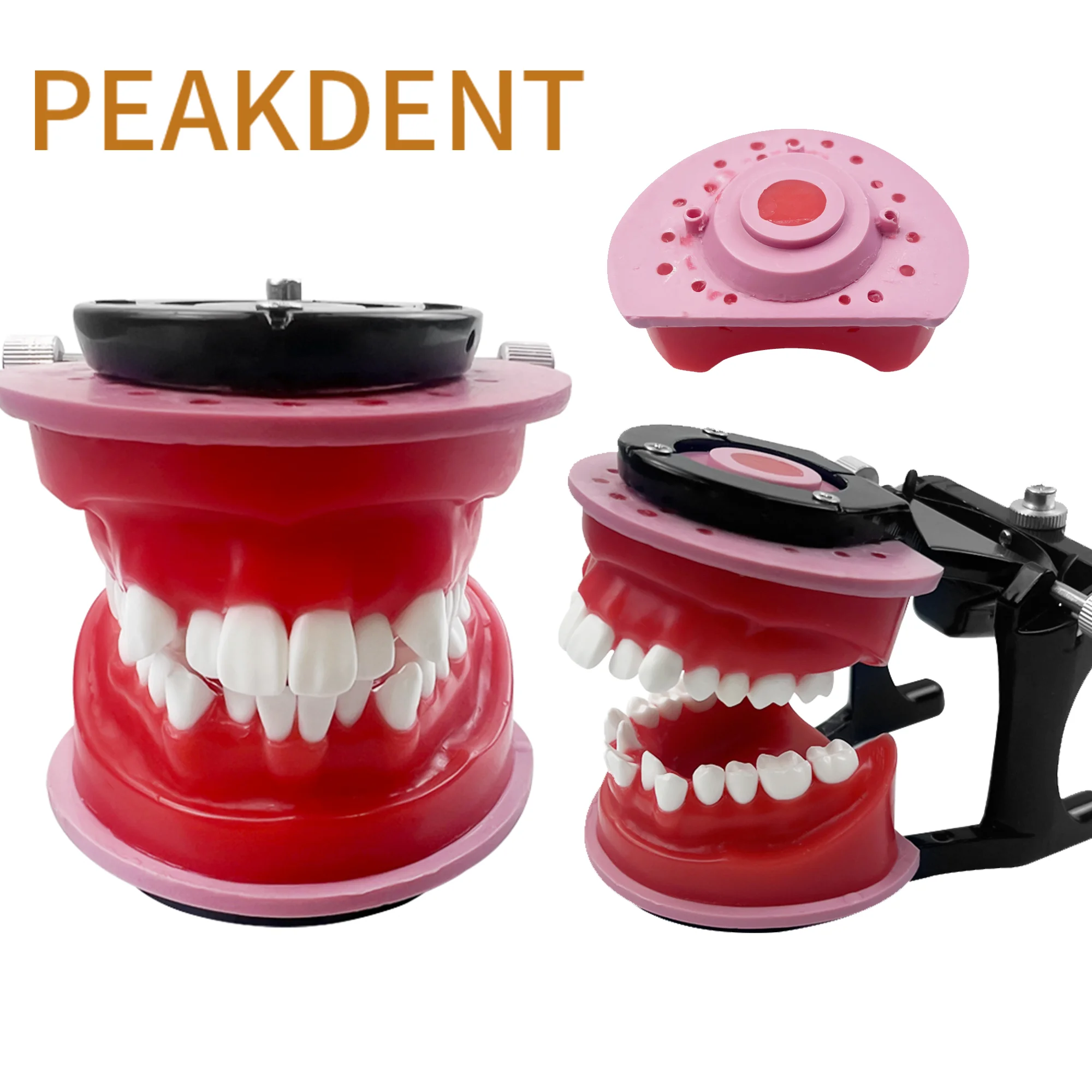 Orthodontic Practice Model Dental Teeth Model with Red Wax Gum for Patient Teaching Dentist Practice Training Teaching Hot