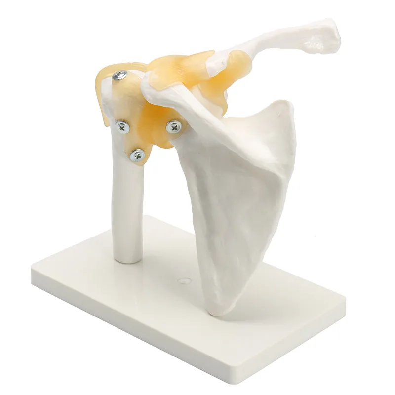 

Human Shoulder Joint Anatomy Model Sport Science Teaching Resources Dropshipping