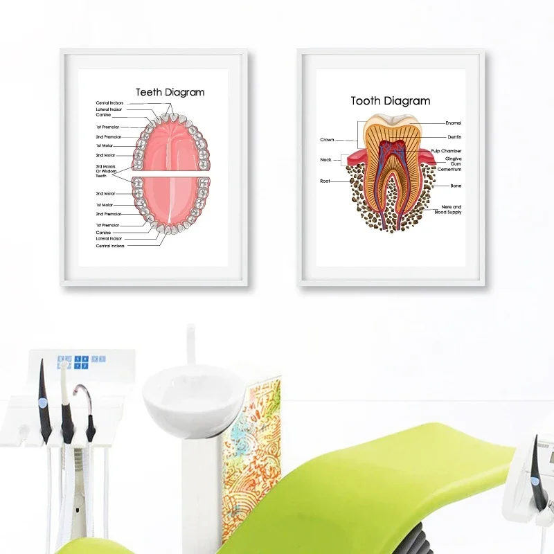 Human Teeth Diagram Prints Dental Clinic Wall Art Medical Education Chart Biology Posters Canvas Painting Doctor Office Decor