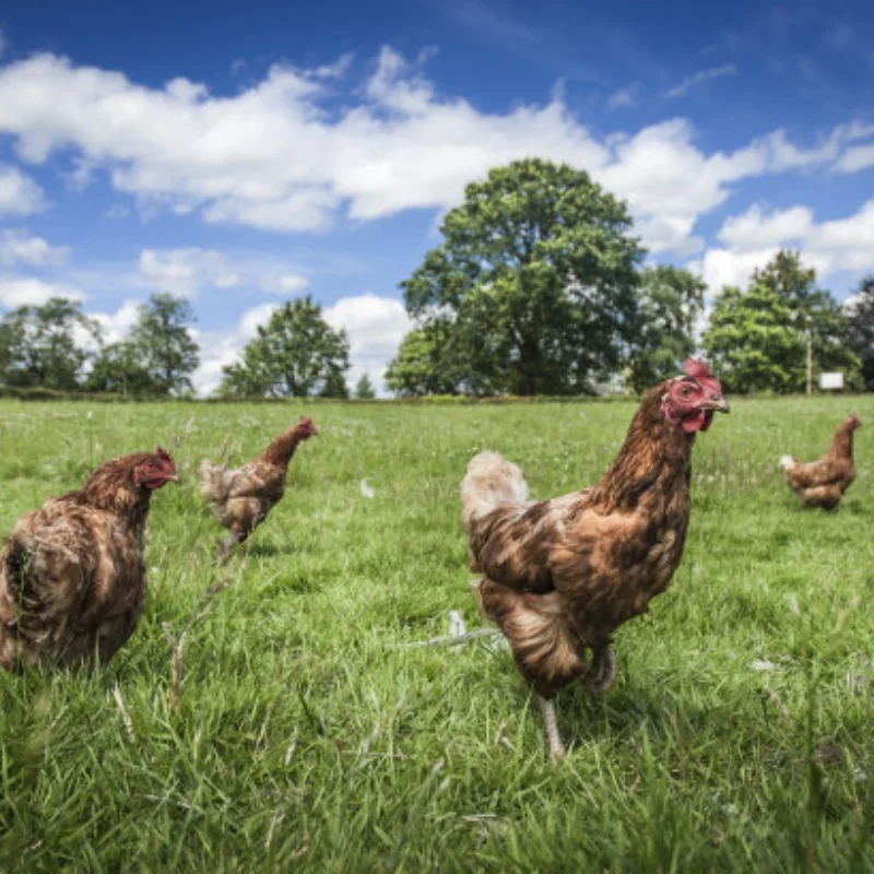 

Дорожная грузовая сумка на крышу автомобиля, багаж на крышу для SCX10 TRX4 D90 1/10, запасные украшения для скалолазания