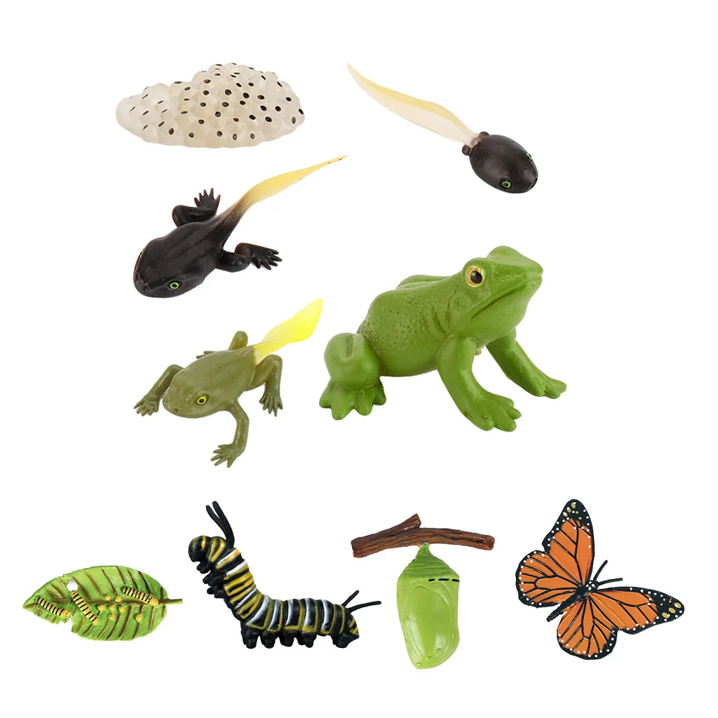 

Animal Life Growth Cycle Model Figure Toys, Butterfly Frog Animal Growth Model Figure Nature Lessons Teaching Aids