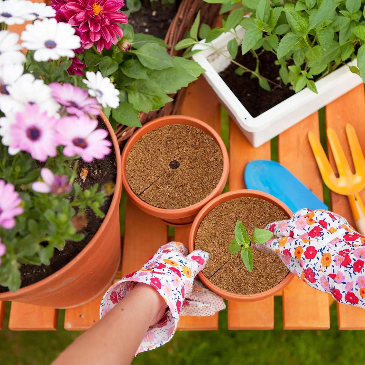 【exclusive-deal-】coconut-palm-cushion