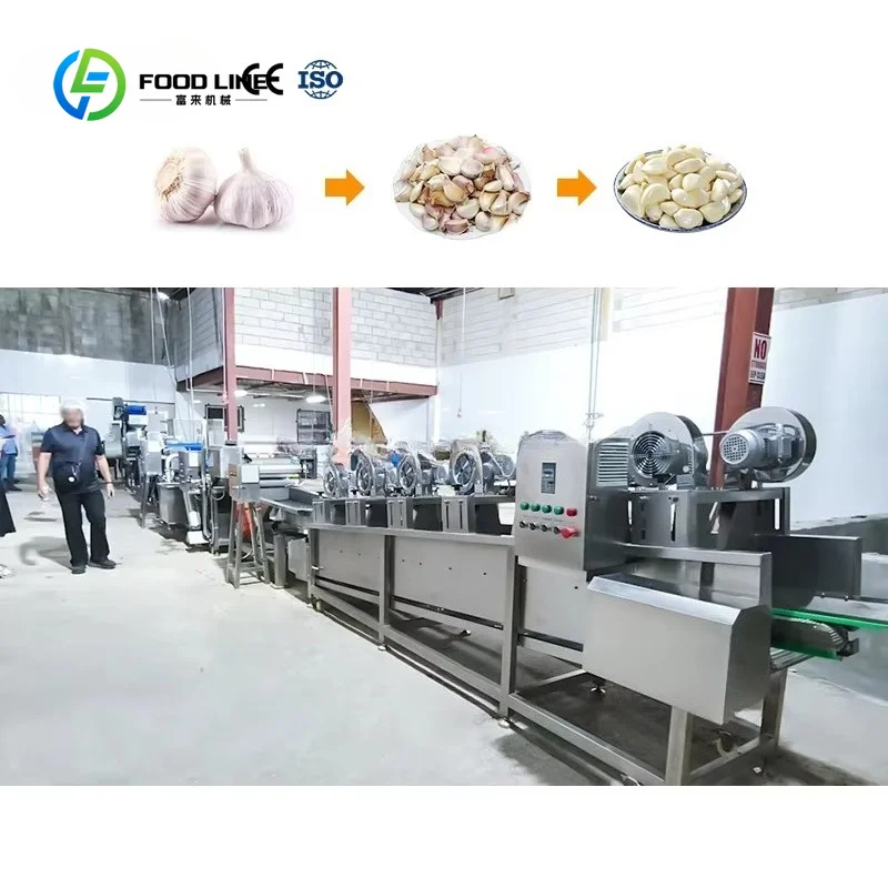Customized 300-1000KG/H Garlic Breaking Separating Machine Garlic Peeling Production Line