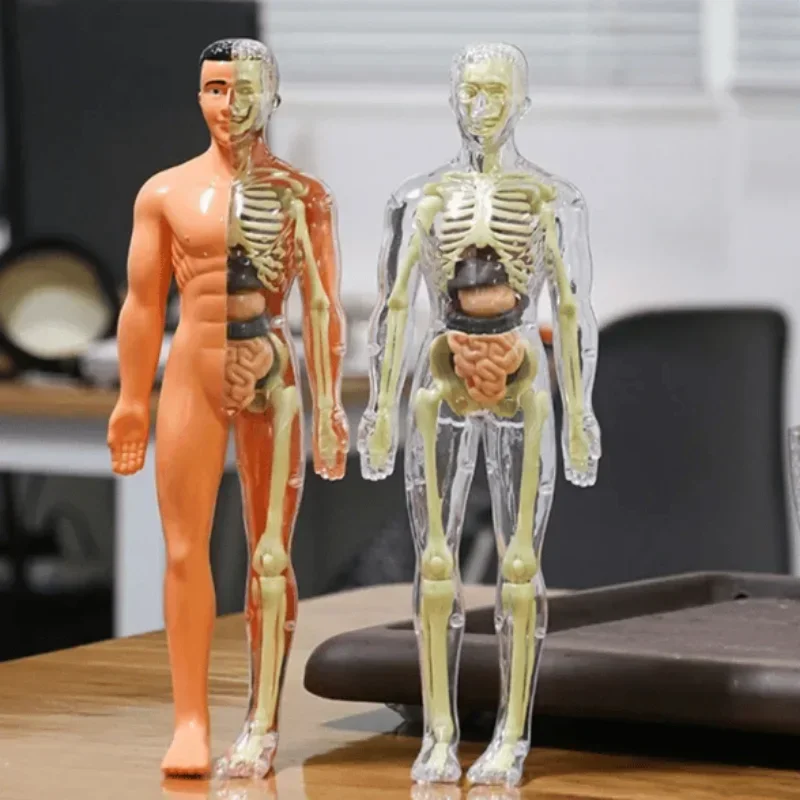 3D Human Body Torso Model for Kid,  Skeleton, Removable, Simulation, Organ and Skeleton, Anatomy,Detachable Body Models