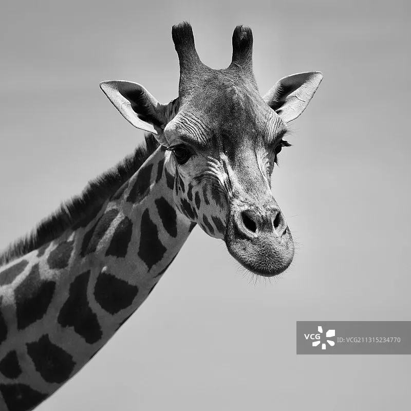 

HobbyWing QuicRun Fusion 8IGHT SE All-in-one Motor, 60A 1800KV for 1/8 RC Crawler Vehicles, Integrated System