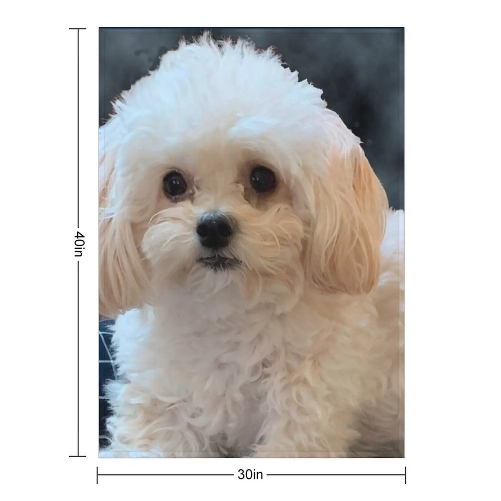 Maltipoo Love. Beautiful little dog with long silky white hair. Throw Blanket Luxury Throw Furrys Sofa Blankets