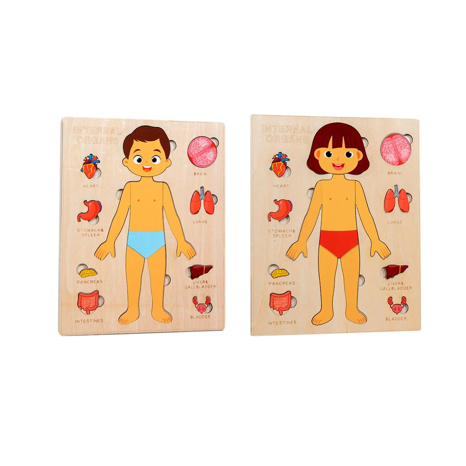 Wood Puzzle Human Body Toy Body Organ Awareness Wooden Toy Skeleton Model Learning Body Parts for Preschoolers Birthday Gift