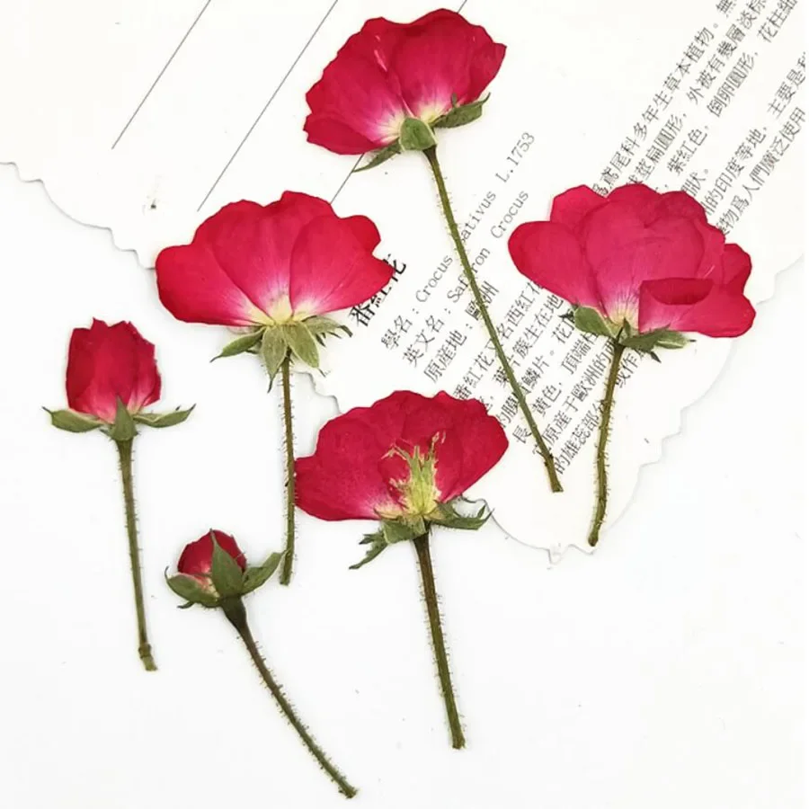 30pcs Dried Side Pressed Rose Buds/Flowers Plant Herbarium For Jewelry Bookmark Postcard Phone Case Invitation Card DIY 3 Sizes