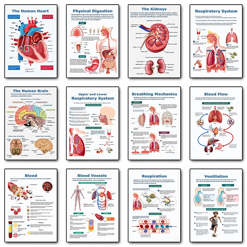 Menschliche Biologie Anatomie Poster Skelett Herz-Kreislauf-System Leinwanddruck Wandkunst Bild für medizinische Räume Home Decor Geschenke