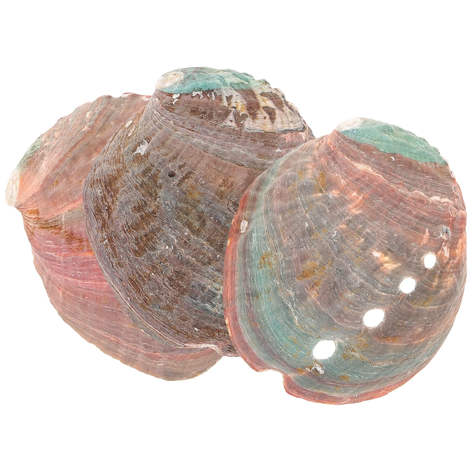 

3 Pcs Natural Shell Abalone Decorative Ornaments Bowl for Smudging Kit Home Smudge Offering Holder Decoration Seashells