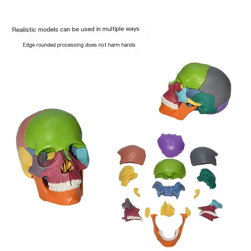

Exoloded Skull Model Skeleton, Removable 15 Parts 1/2 Color Anatomy Model PVC