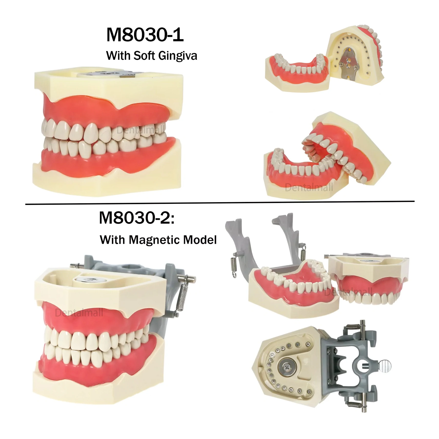 Dental Teeth Model New Columbia 860 Type Model 32Pcs Removable Teeth Magnetic Soft Gingiva M8030-1 M8030-2