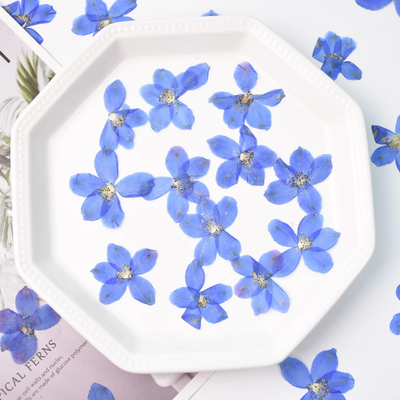 2.5-3.5cm/12pcs,nature Pressed Blue Small Flying Swallow Flower Petals,real Flower Decorative Photo Frame facial makeup Ornament