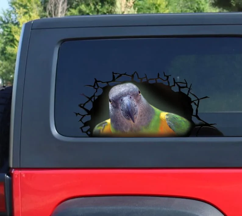 window decal, Senegal parrot 3D decal, senegal parrot sticker