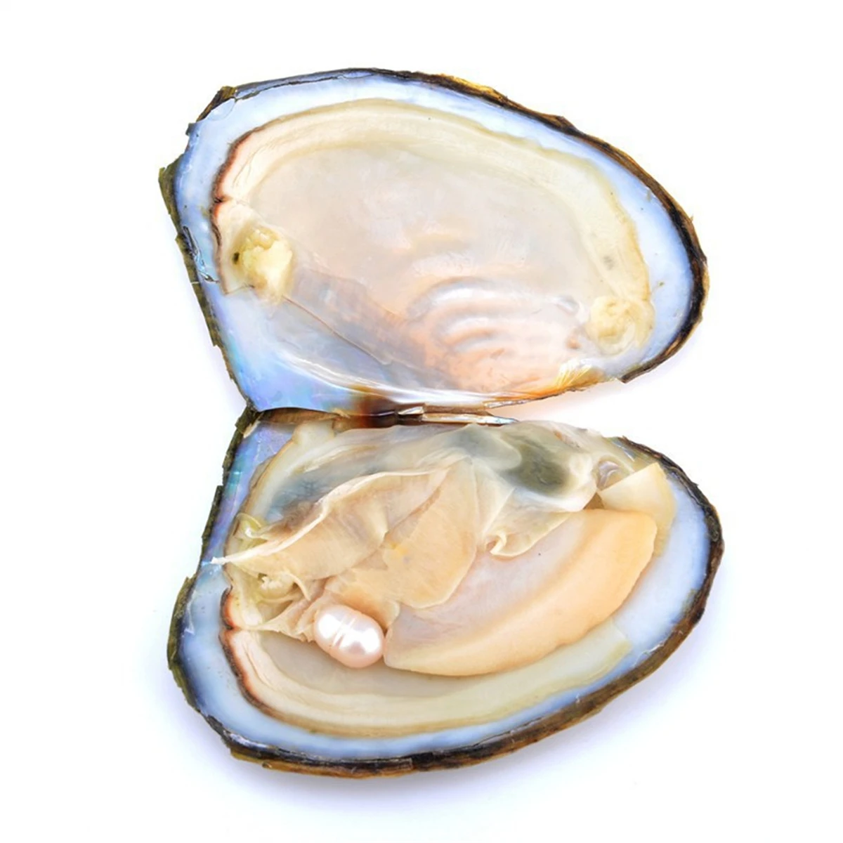 2PCS Natural Akoya Pearl Oysters Real Pearl Freshwater Pearl Holiday Gift