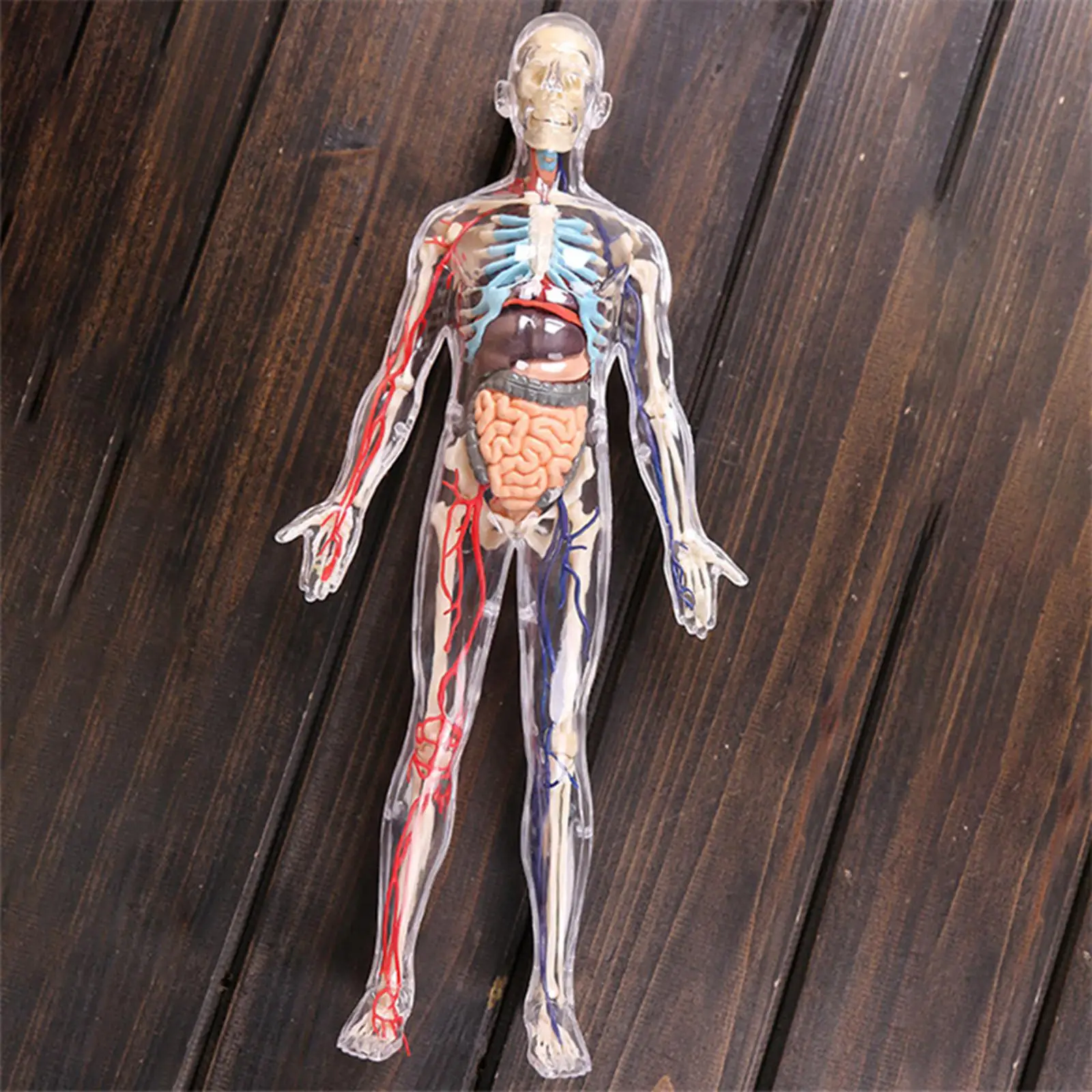 1:6 4D montado corpo humano aprendizagem educacional interno transparente órgão modelo montagem brinquedos