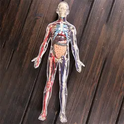 Modelo de órgano transparente interno 4D, juguete educativo de aprendizaje de cuerpo humano ensamblado, 1:6