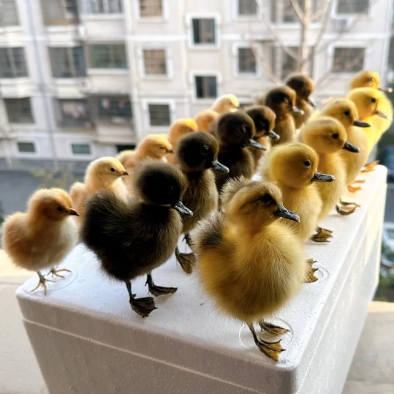 1PCS real duckling specimen teaching/decoration/ornaments/props