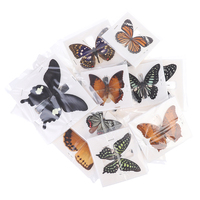 1pc Random Butterfly Specimen Folded Real Insects Wholesale Butterfly Specimen