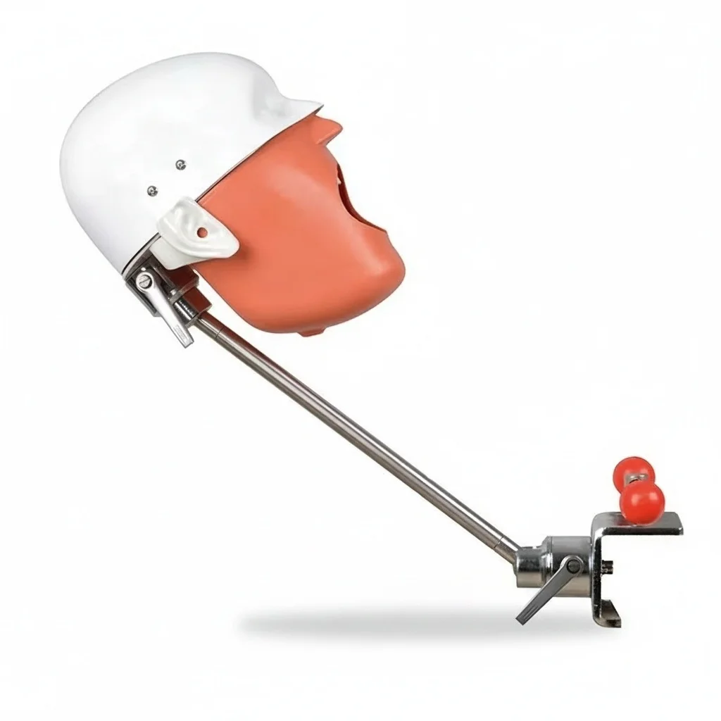 

Dental Manikin, Transparent Phantom Head Model, Lightweight Education Simulator, for Jaw Models, Teaching Training Tool