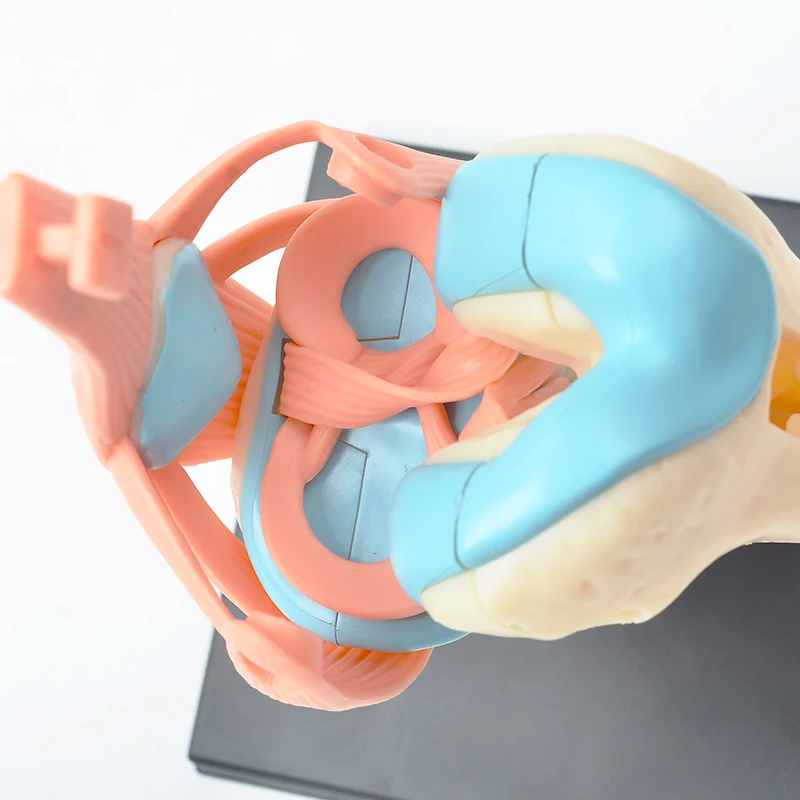 인체 무릎 관절 해부학 모델, 4D 마스터 조립 장난감, 교육 해부학 모델, DIY 인기 과학 도구, 직송