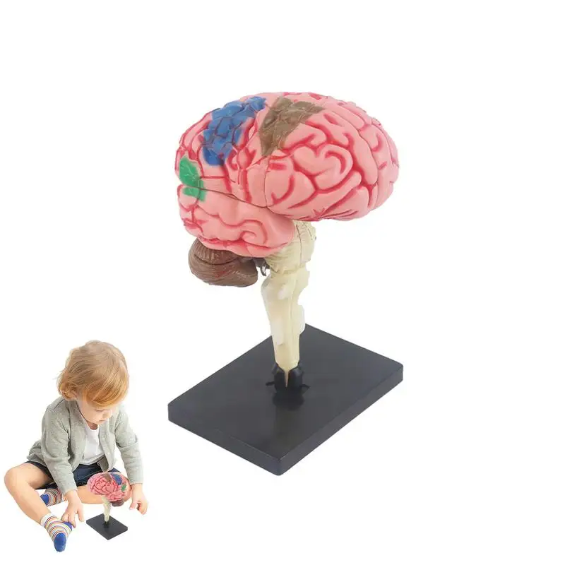 Human Body Model Toys Interactive Human Body Anatomy Human Brain Eyeball Model For Biology Teaching Experimental Equipment Tool