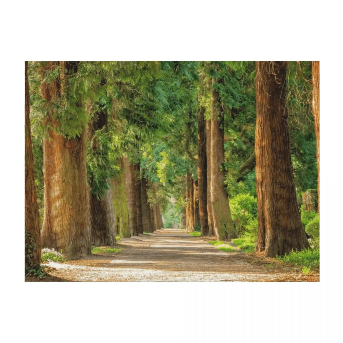 

Back country road avenue of redwood trees nature forest color landscape photography Throw Blanket Weighted Nap Hairys Blankets
