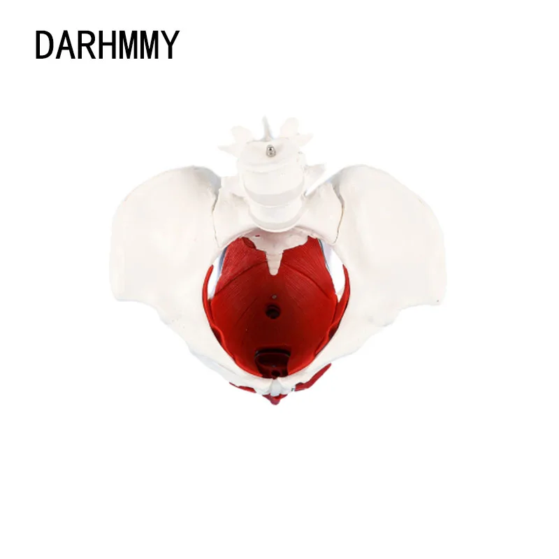 DARHMMY 1:1 Life-sized Female Reproductive System Pelvic Floor Muscle Model Human Anatomy Bone Model