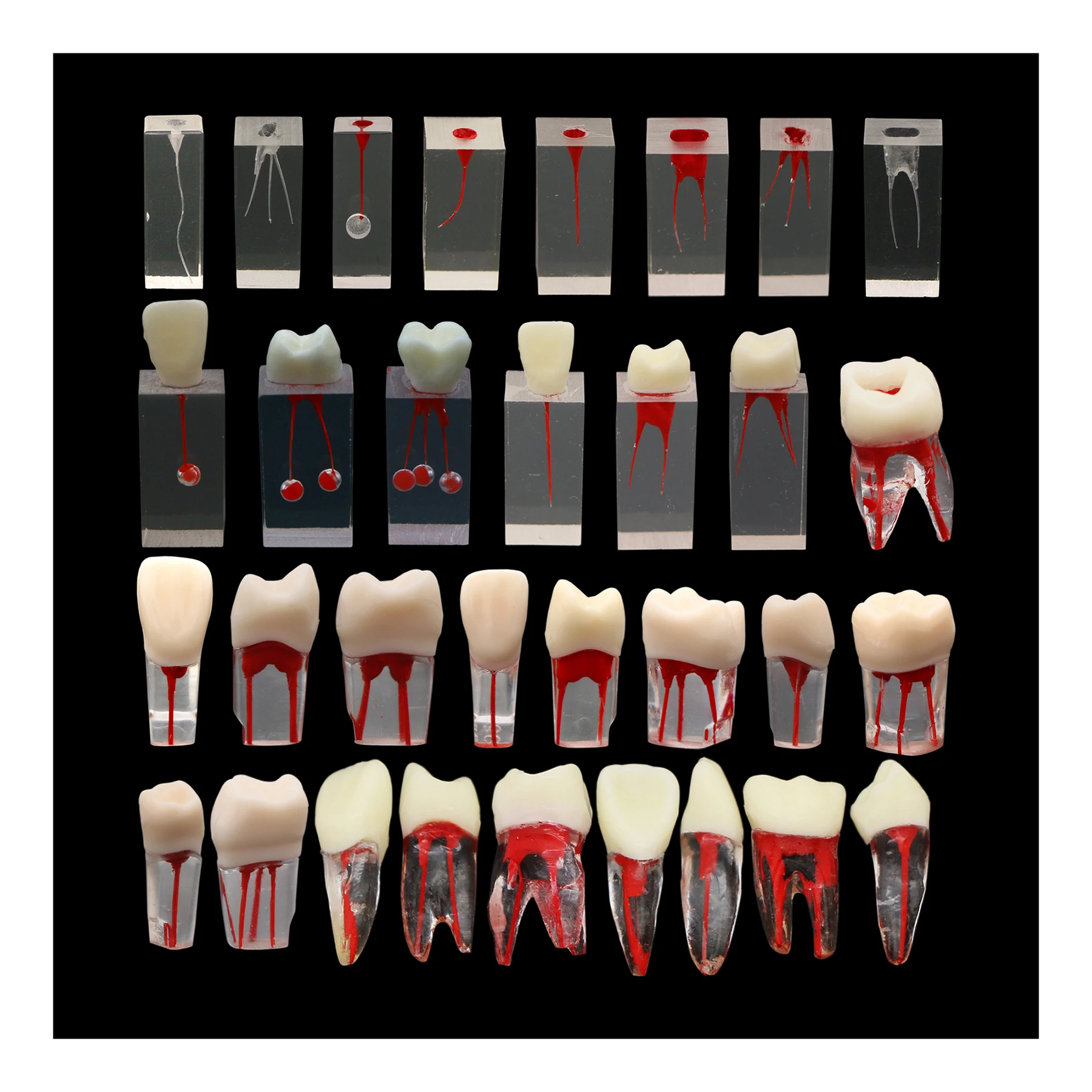 Dental Endodontic Practice Root Canal Pulp Cavity RCT Teeth Model Training Block Study Demo Of Files Operation