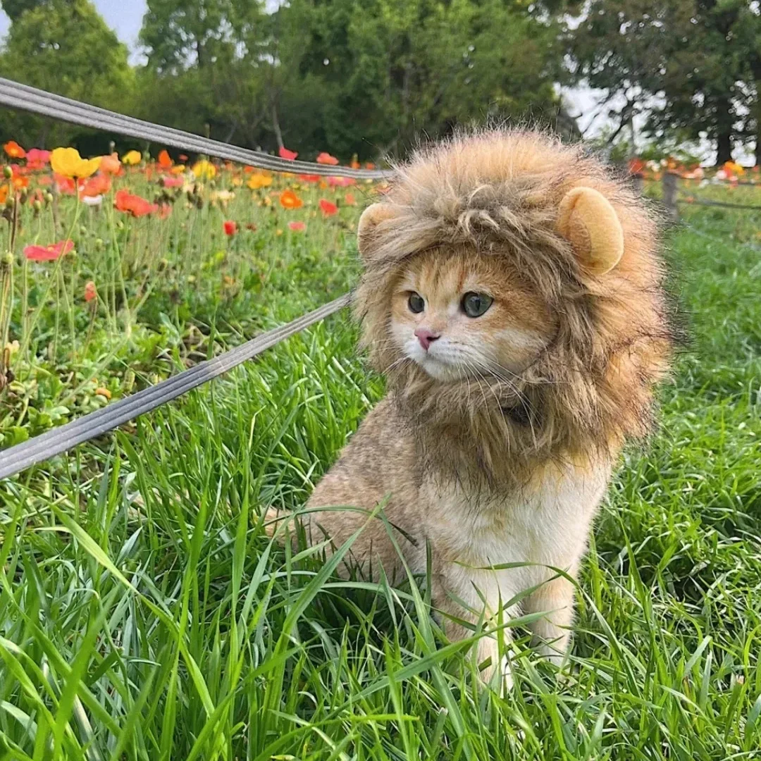 Cute Lion Mane Cat Wig Hat Funny Pets Clothes Cap Fancy Party Dogs Cosplay Costume Kitten Puppy Hat with Ears Accessories