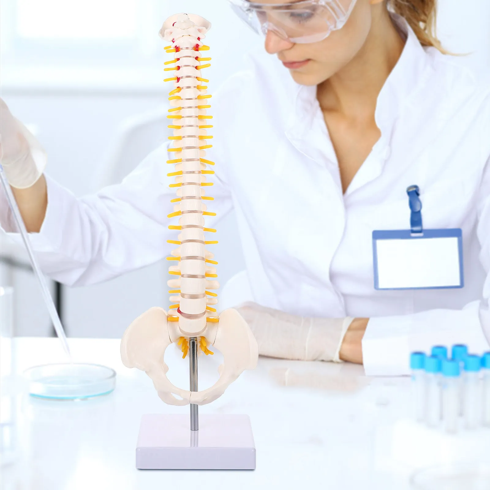 1Pcs Human Spine PVC Anatomy Display Teaching Nurse Student Practice Vertebral Column Spine Anatomy