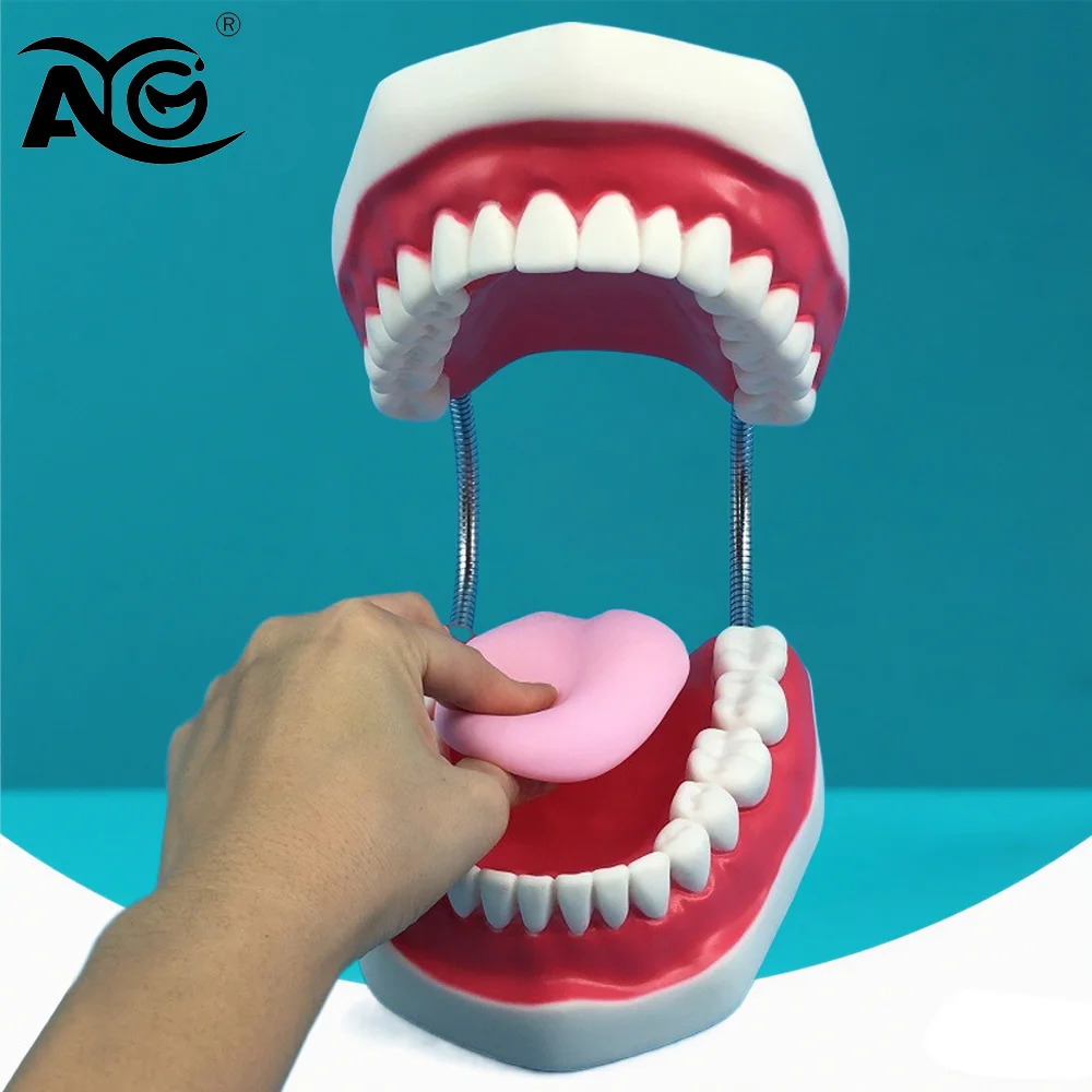 

AG 1Pcs Pink Tooth Model 6x Model With Removable Tongue Large Toothbrush Oral Model For Dentist Brushing Teaching Demonstration