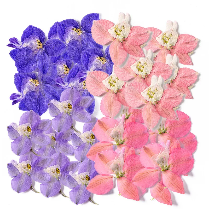 

60Pcs Houndstooth Flower Embossed Resin Dried Flower Materials DIY Phone Case Dried Flower Petals Plant Specimens Teaching Real Flowers