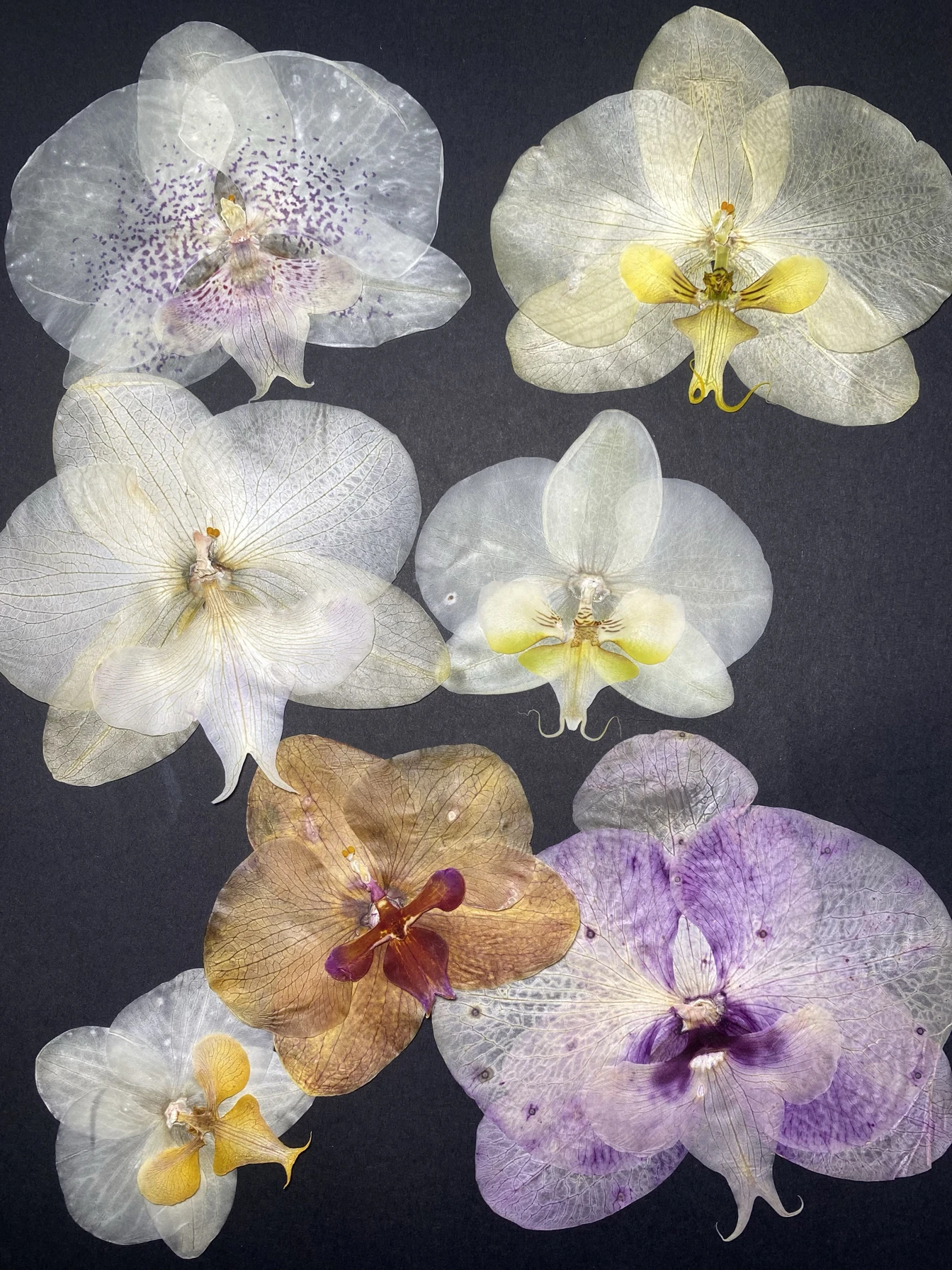 Pétalas de orquídea secas, material de flores prensadas, material para fazer cartões de felicitações, orquídea borboleta, flo...