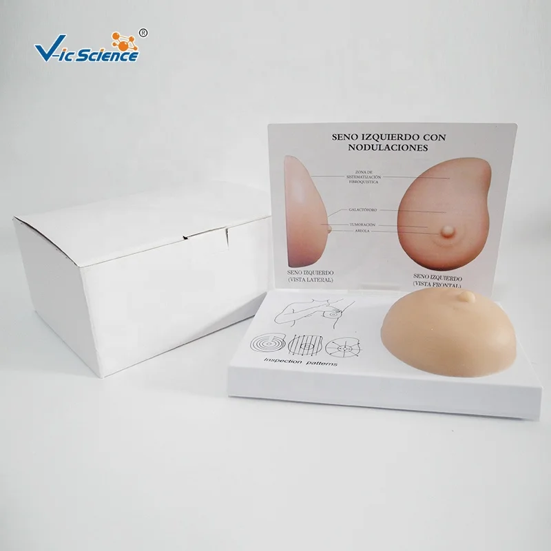 medical anatomical model Medical Supplies Human Female Breast Examination Teaching Model medical science education model