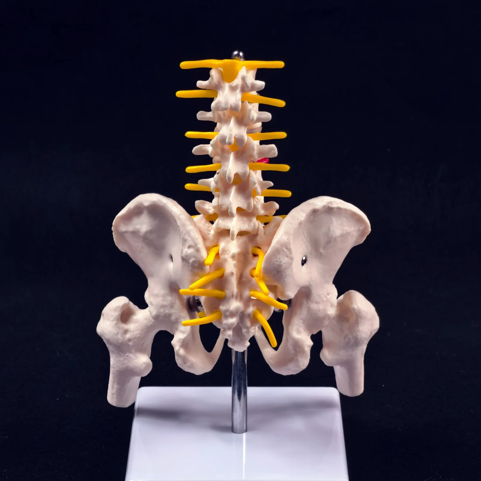 

ПВХ половинного размера таза, 5 шт., поясничный с ногой, костяной позвонок, анатомическая модель, обучающее пособие, образование