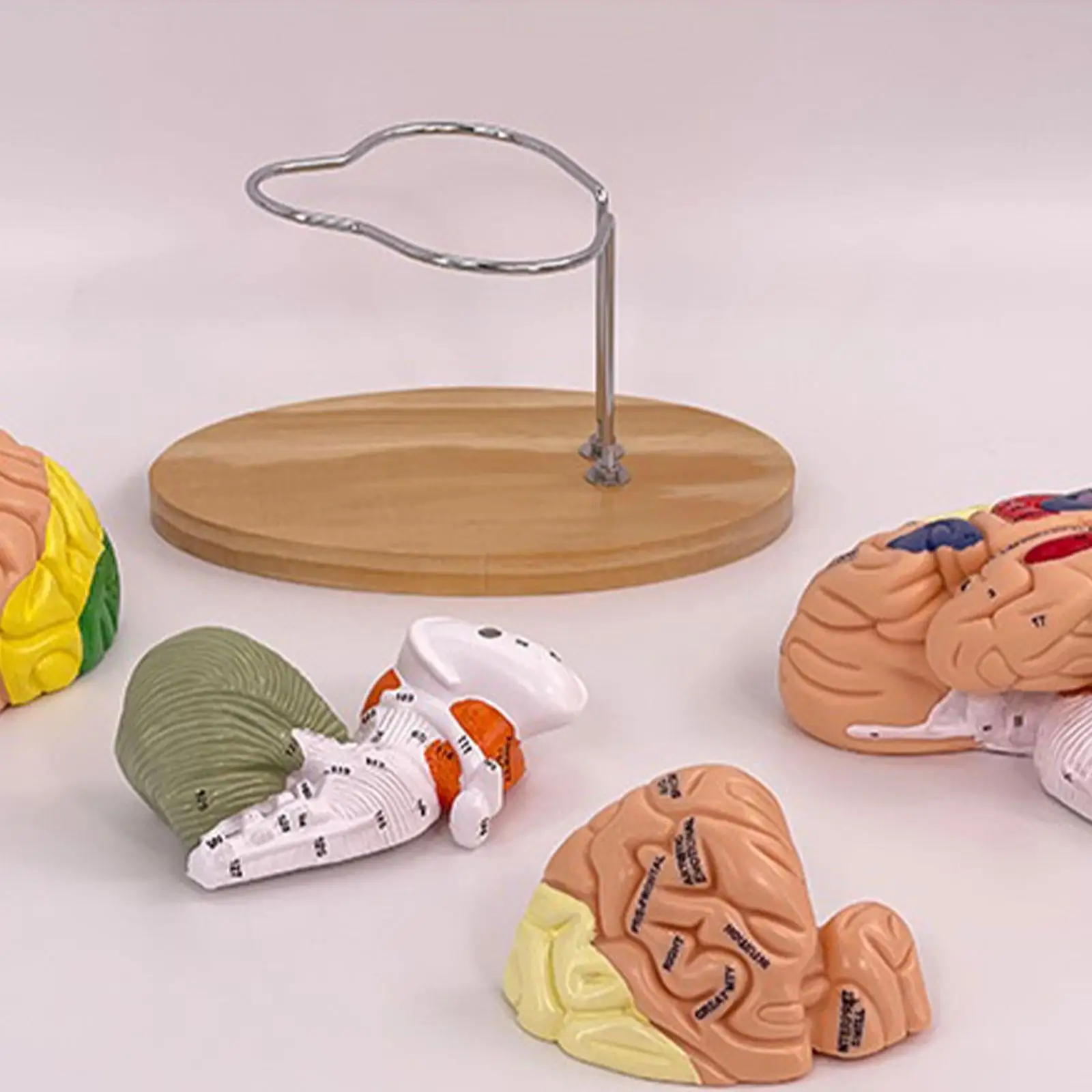 Enlarged Human Brain Anatomy Model Double Size Detachable 4 Part Educational PVC Tool for Psychological and Science Study