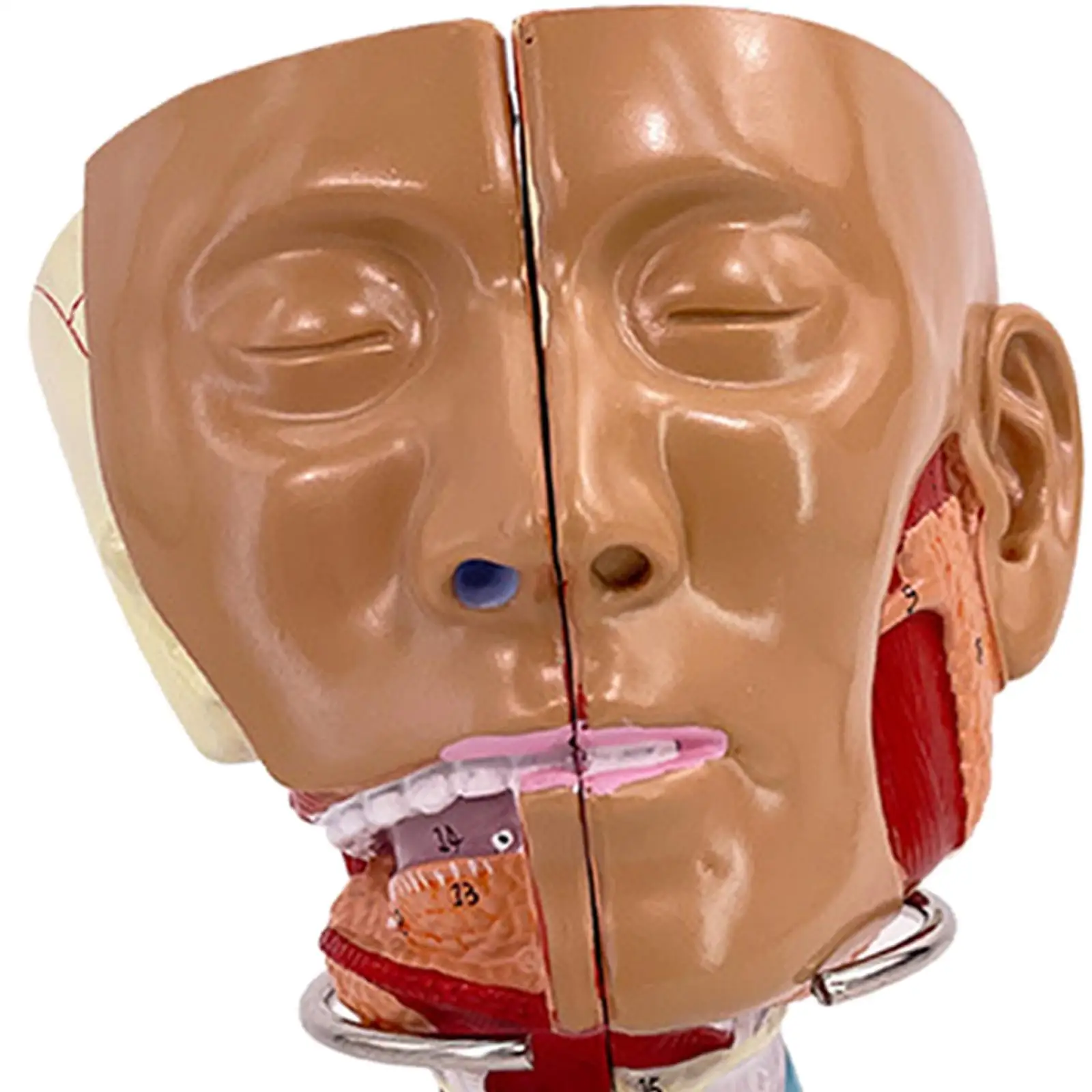Neusholte Keel Anatomie Model Stevig Menselijk Anatomisch Farynx Larynx Model