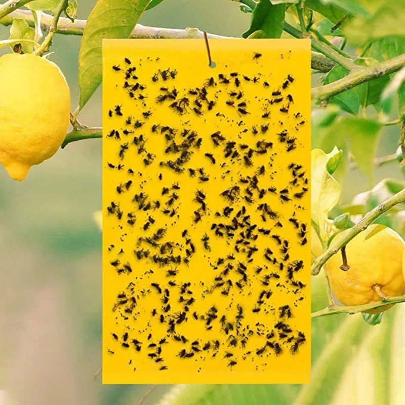 7,87 Zoll Armyworm Board Yellow Board doppelseitige Kammerjäger-Trap-Boards zum Fangen kleiner fliegender Insekten Fan Fruit Fly Trap