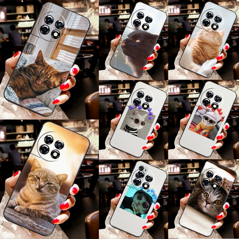 Cute Cat Animals Ki… - image