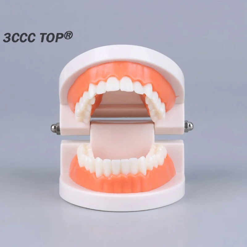 1PCS Standard Teeth Model Adult Standard Typodont Demonstration Denture Model For Student Dental Teachig Clean Display