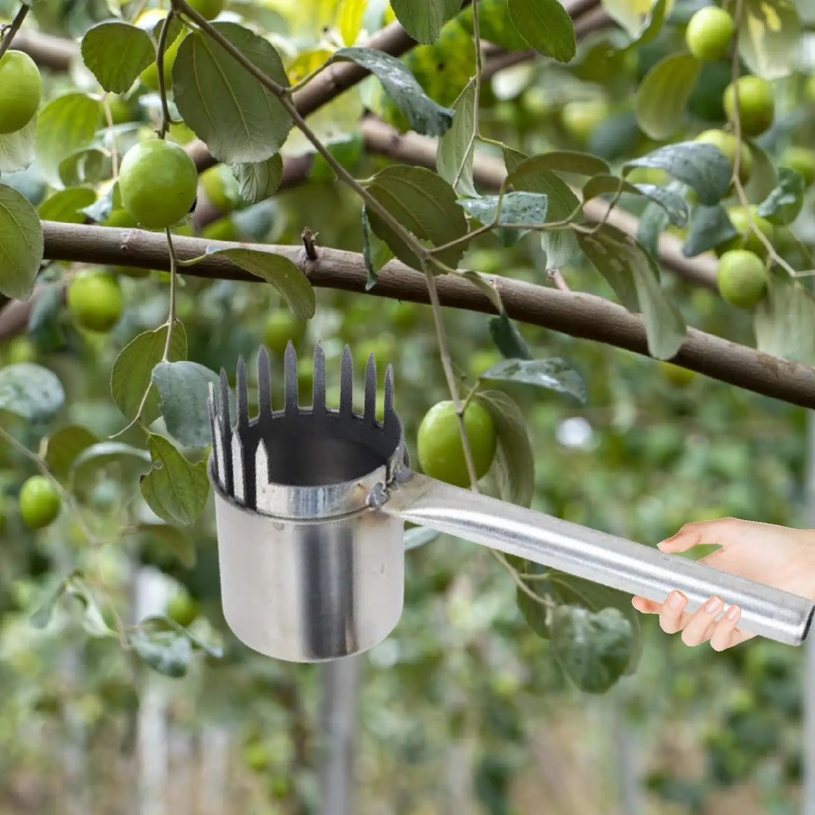 

Fruit Picker High Performance for Small Fruits Harvesting Dates Picking Tool