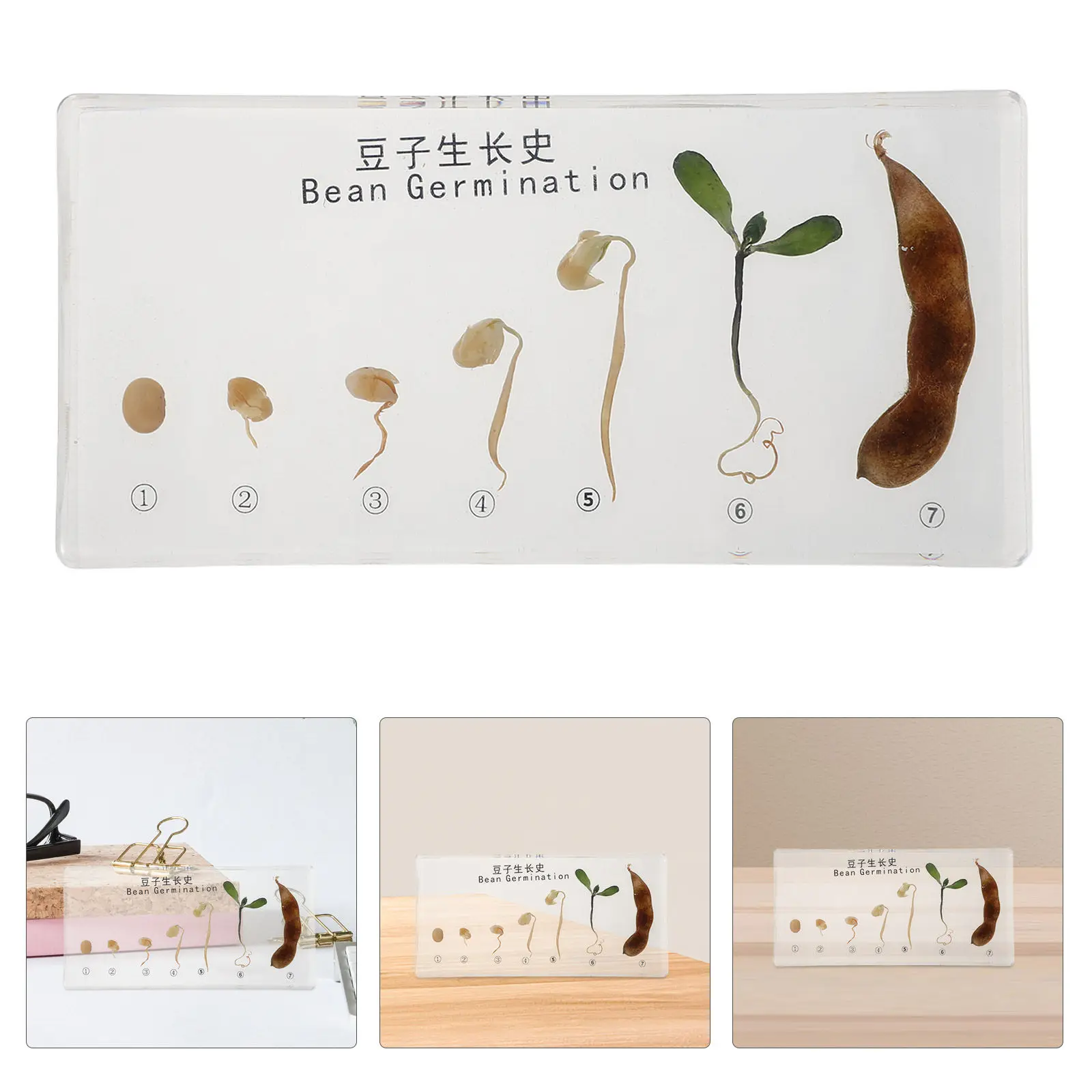 Science Classroom Teaching Materials – Desktop Bean Growth Model for Student Learning